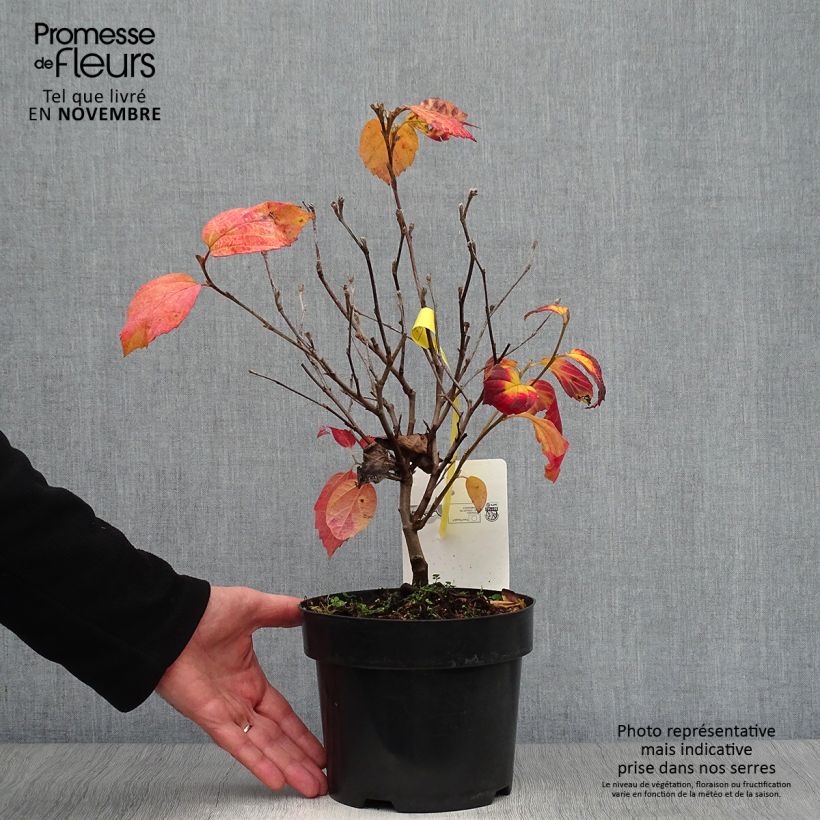 Amostra de Fothergilla intermedia Blue Shadow Vaso de 3 L/4 L tal como entregue no outono