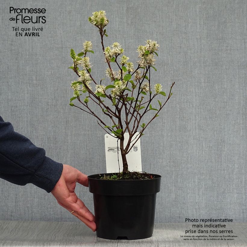Amostra de Fothergilla intermedia Blue Shadow Vaso de 3 L/4 L tal como entregue na primavera