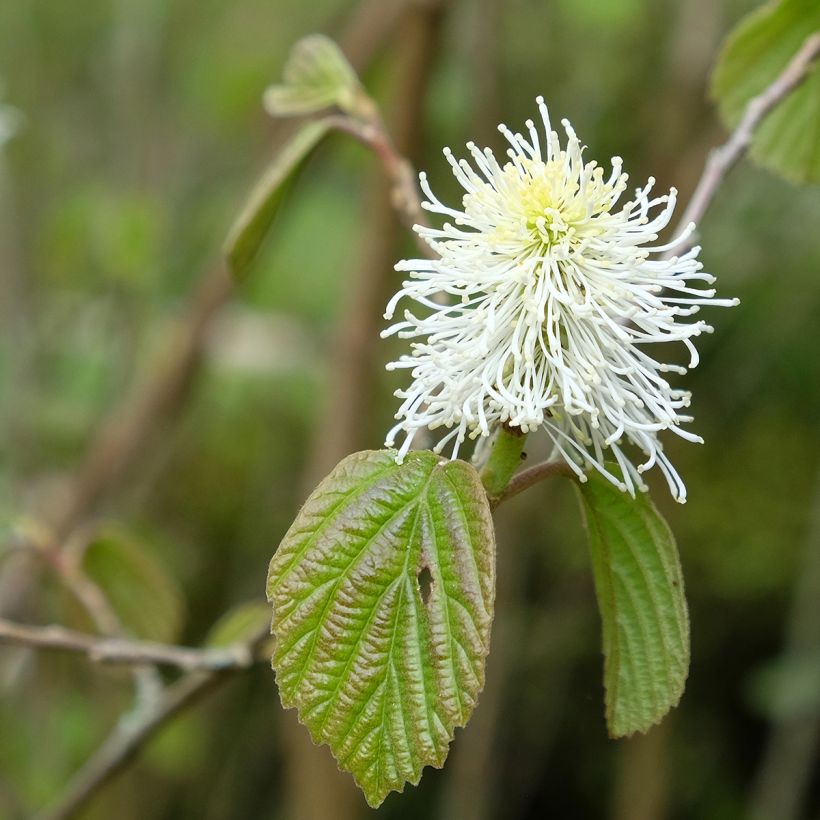 Fothergilla major (Floração)