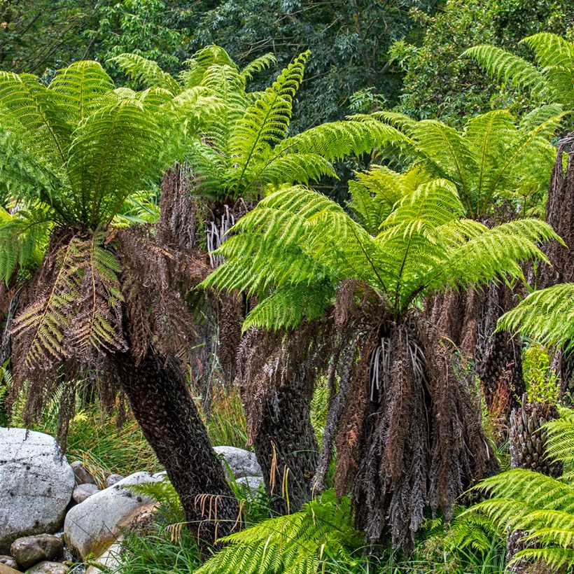 Dicksonia antarctica (Hábito)