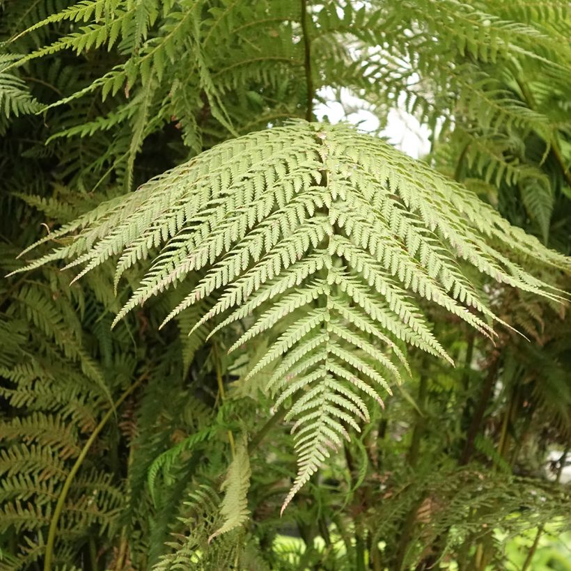 Dicksonia antarctica (Folhagem)