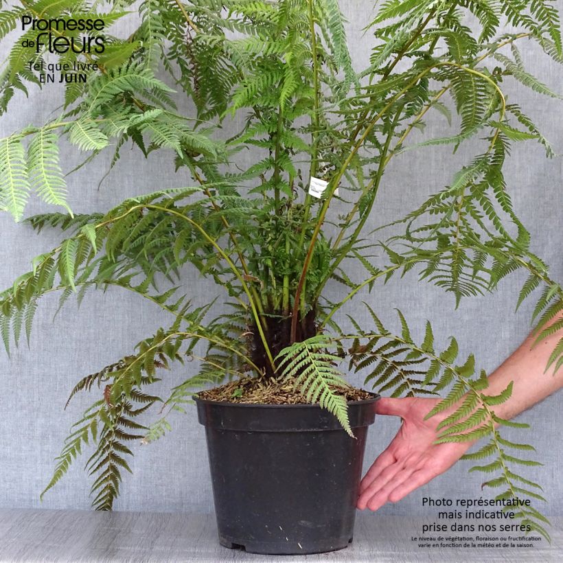 Amostra de Dicksonia antarctica Vaso de 4 L/5 L, Haste alta tal como entregue no verão