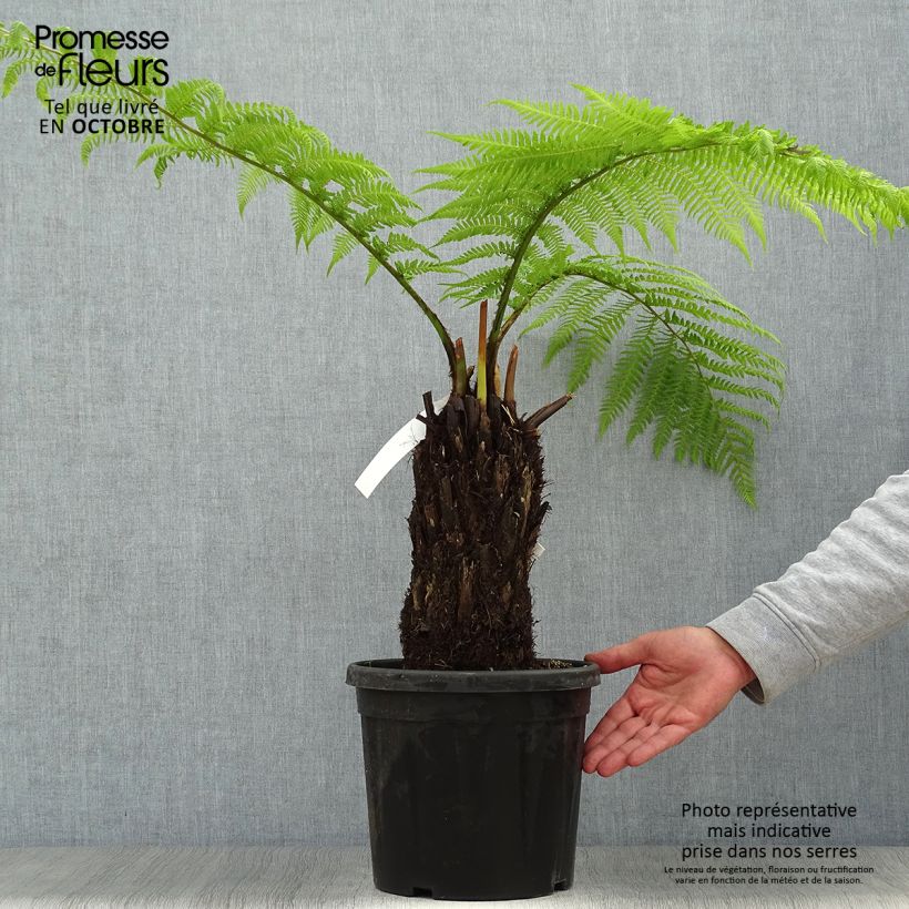 Amostra de Dicksonia antarctica Vaso de 4 L/5 L, Haste alta tal como entregue no verão