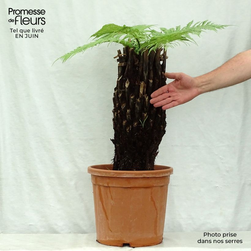 Amostra de Dicksonia antarctica Vaso de 18 L/20 L, Haste alta tal como entregue no verão