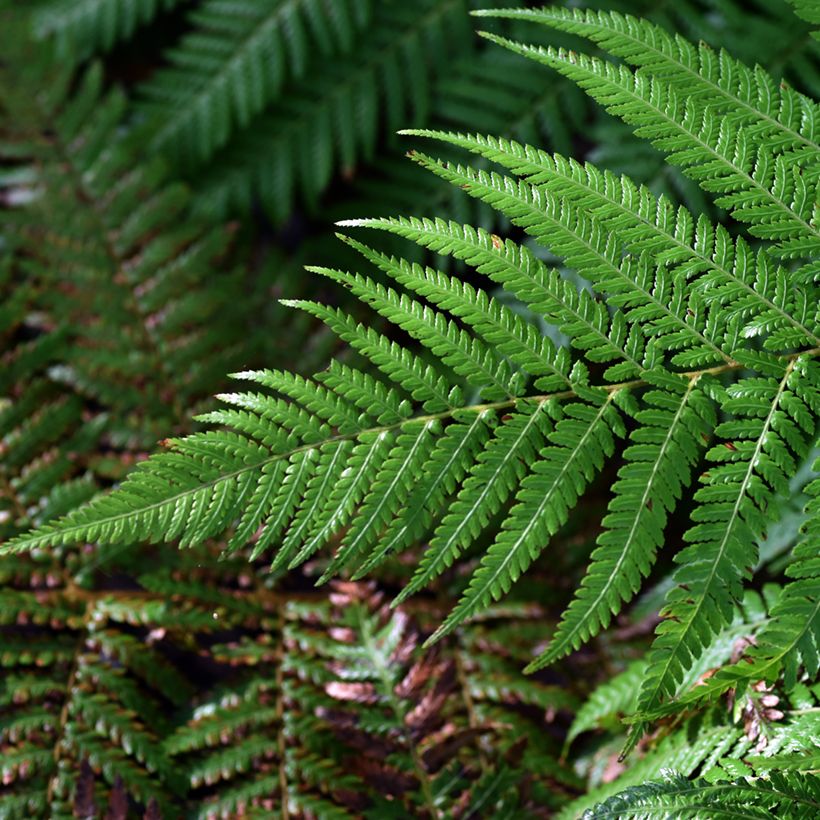 Dicksonia fibrosa (Folhagem)
