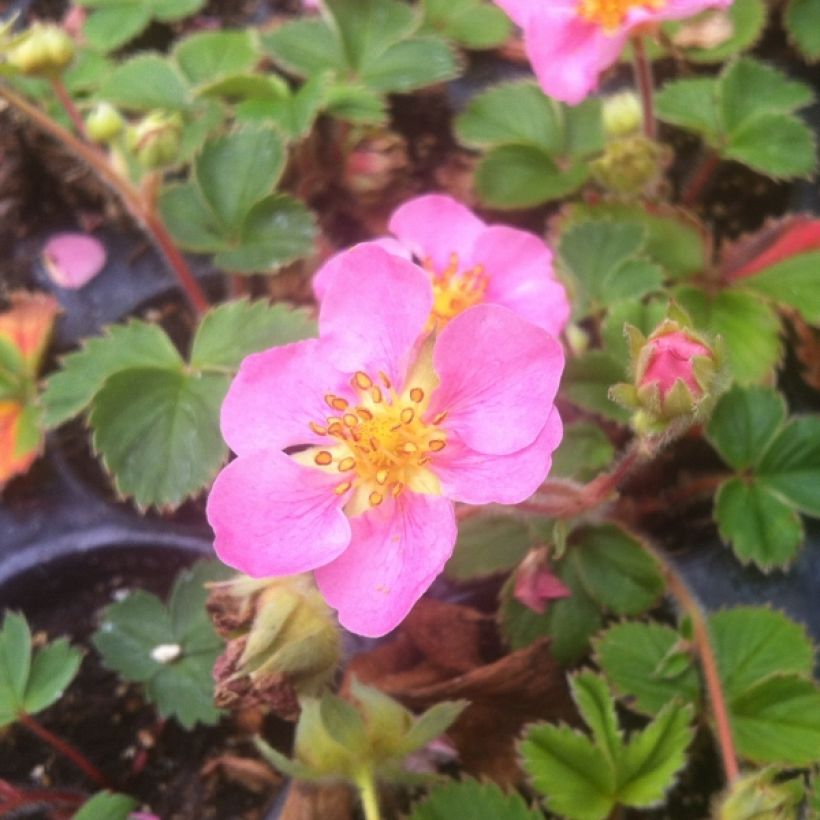 Fragaria Pink Panda (Hábito)