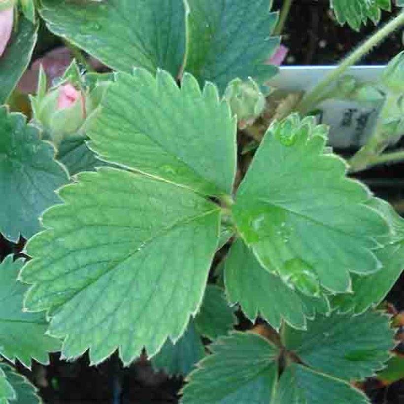 Fragaria Pink Panda (Folhagem)