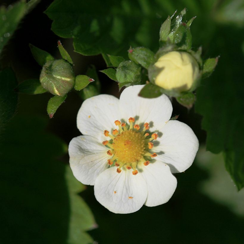 Fragaria nubicola Mont Omei (Floração)
