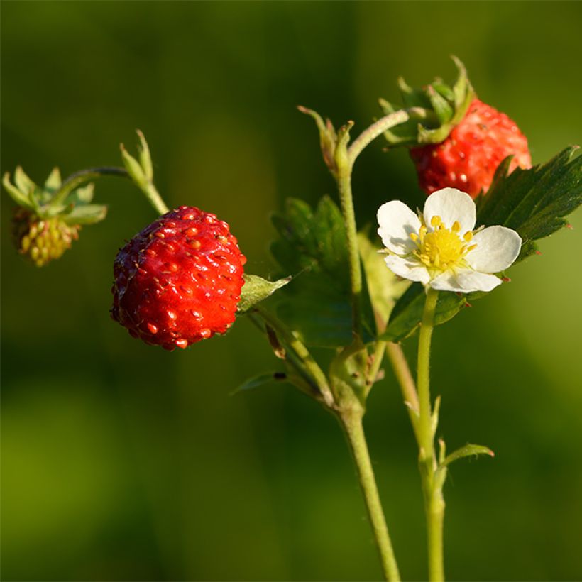 Fragaria nubicola Mont Omei (Colheita)