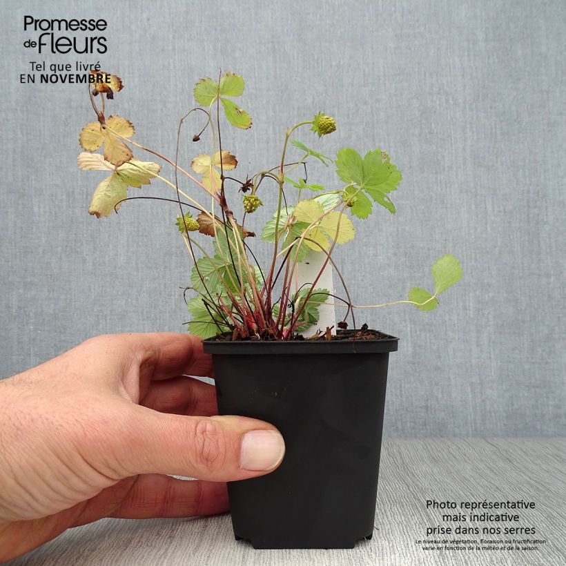Amostra de Morangueiro-silvestre Alexandria Vaso de 8/9 cm tal como entregue no outono