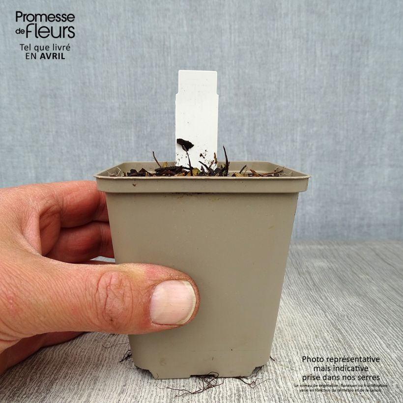 Amostra de Morangueiro-silvestre Alexandria Vaso de 8/9 cm tal como entregue na primavera