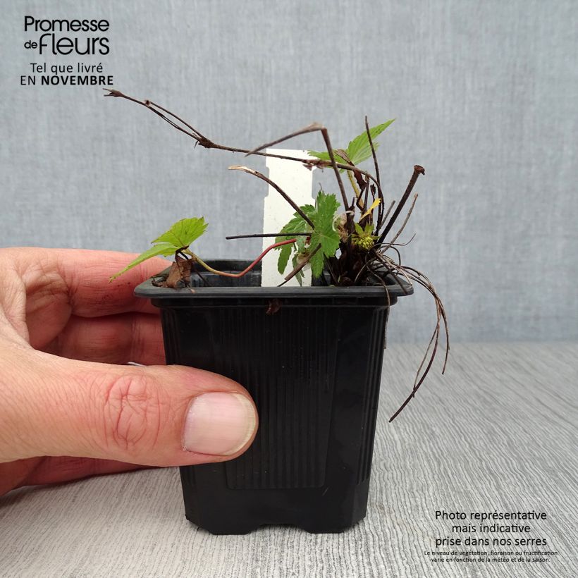 Amostra de Morangueiro-silvestre Vaso de 8/9 cm tal como entregue no outono
