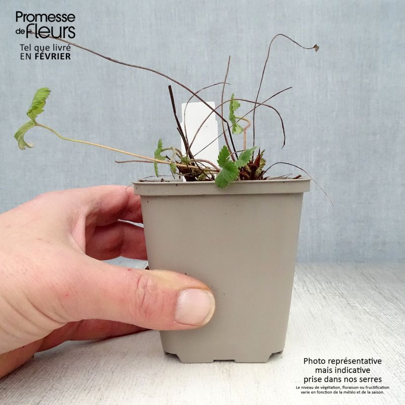 Amostra de Morangueiro-silvestre Vaso de 8/9 cm tal como entregue no inverno