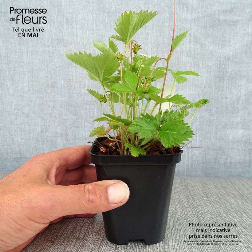 Amostra de Morangueiro-silvestre Vaso de 8/9 cm tal como entregue na primavera