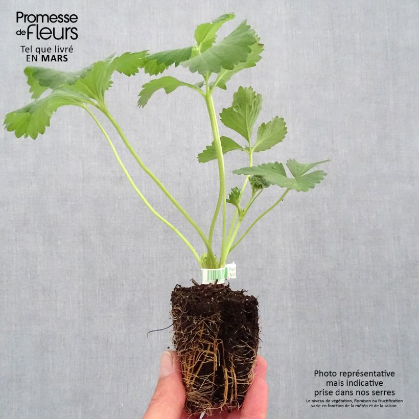 Amostra de Fraisier Anaïs (remontant) Bio Torrão de 5 cm x 7 cm tal como entregue na primavera