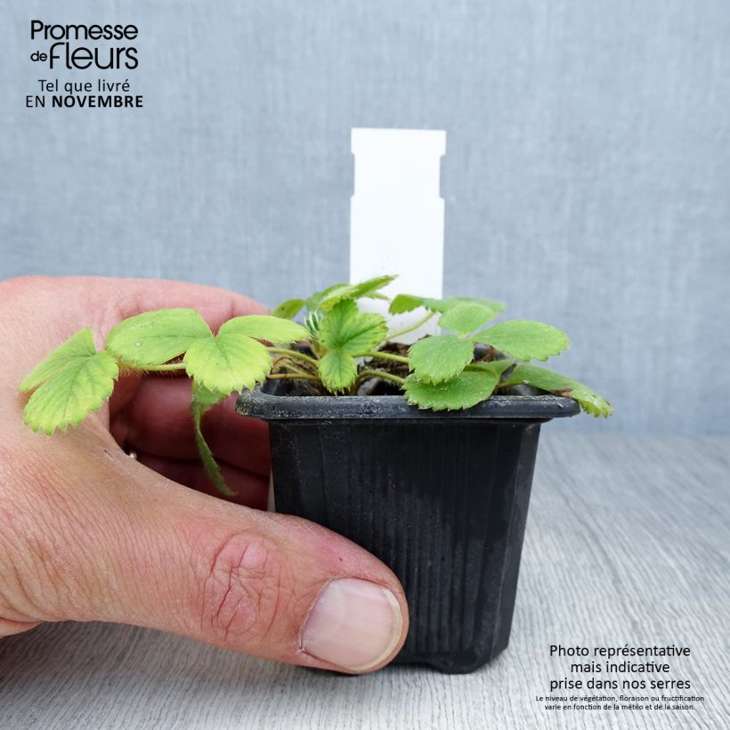 Amostra de Morangueiro Anaïs remontante em vaso de 7cm Vaso de 7/8 cm tal como entregue no outono