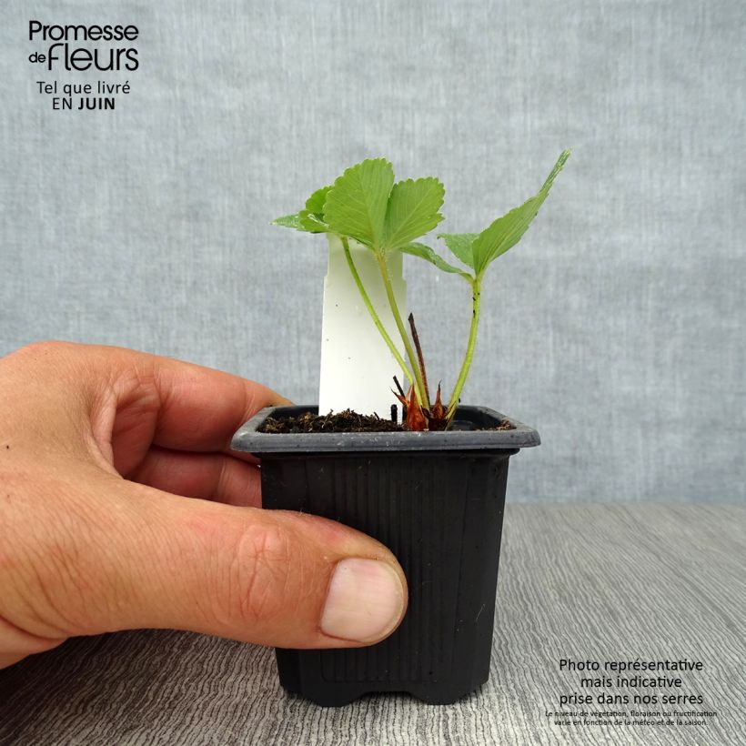 Amostra de Morangueiro Anaïs remontante em vaso de 7cm Vaso de 7/8 cm tal como entregue no verão