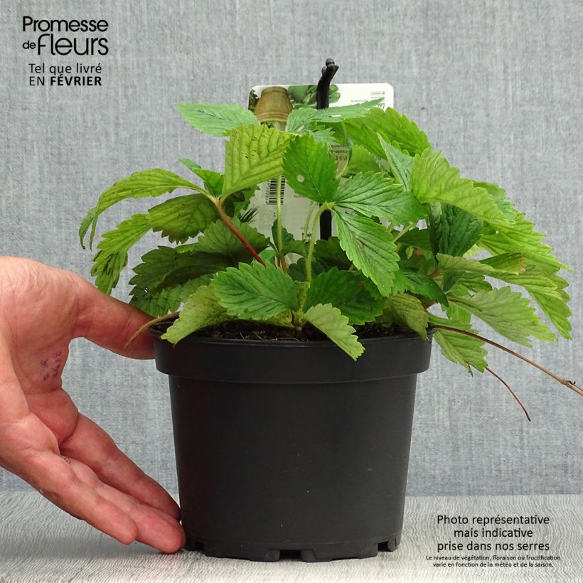 Amostra de Morangueiro-capron - Fragaria moschata Vaso de 1,5 L/2 L tal como entregue no outono