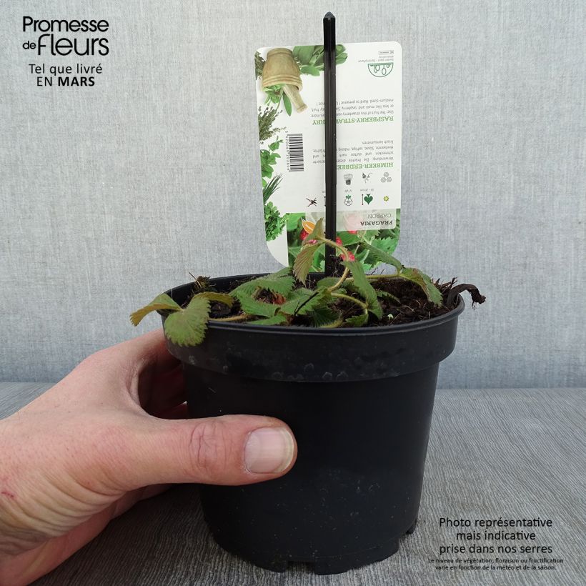 Amostra de Fraisier Capron - Fragaria moschata Pot de 1,5L/2L tal como entregue no inverno