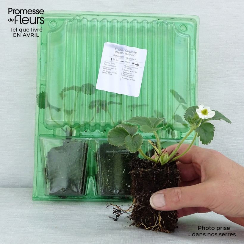 Amostra de Fraisier Charlotte (Remontant) Bio Motte 5 cm x 7 cm tal como entregue na primavera