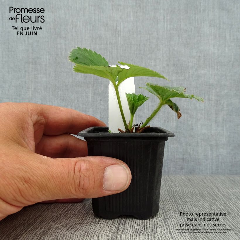 Amostra de Morangueiro Charlotte remontante Vaso de 7/8 cm tal como entregue no verão