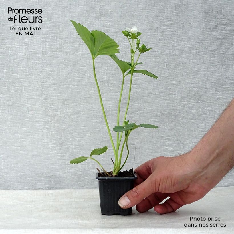 Amostra de Morangueiro Charlotte remontante Vaso de 7/8 cm tal como entregue na primavera