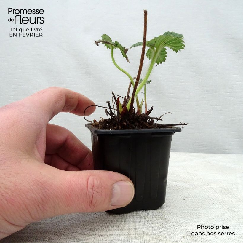 Amostra de Morangueiro Cherry Berry Vaso de 7/8 cm tal como entregue no inverno