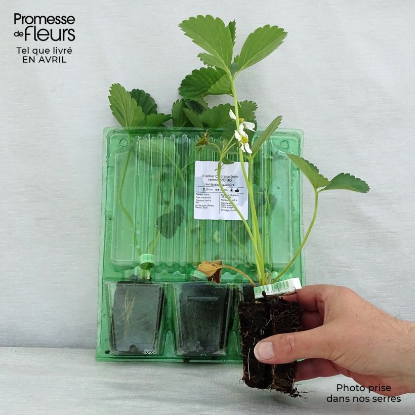 Amostra de Fraisier Ciflorette (non remontant) Bio Motte 5 cm x 7 cm tal como entregue na primavera