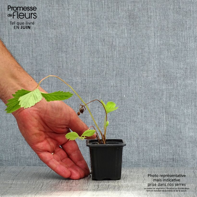 Amostra de Morango Ciflorette (não remontante) Vaso de 7/8 cm tal como entregue no verão