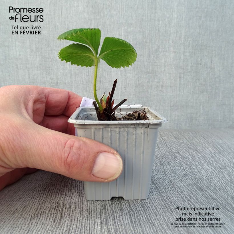 Amostra de Fraisier Ciflorette (non remontant) Vaso de 7/8 cm tal como entregue no inverno