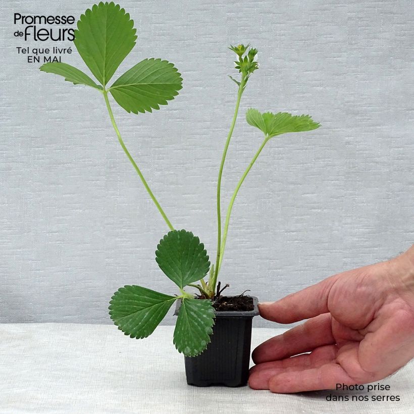 Amostra de Morango Ciflorette (não remontante) Vaso de 7/8 cm tal como entregue na primavera