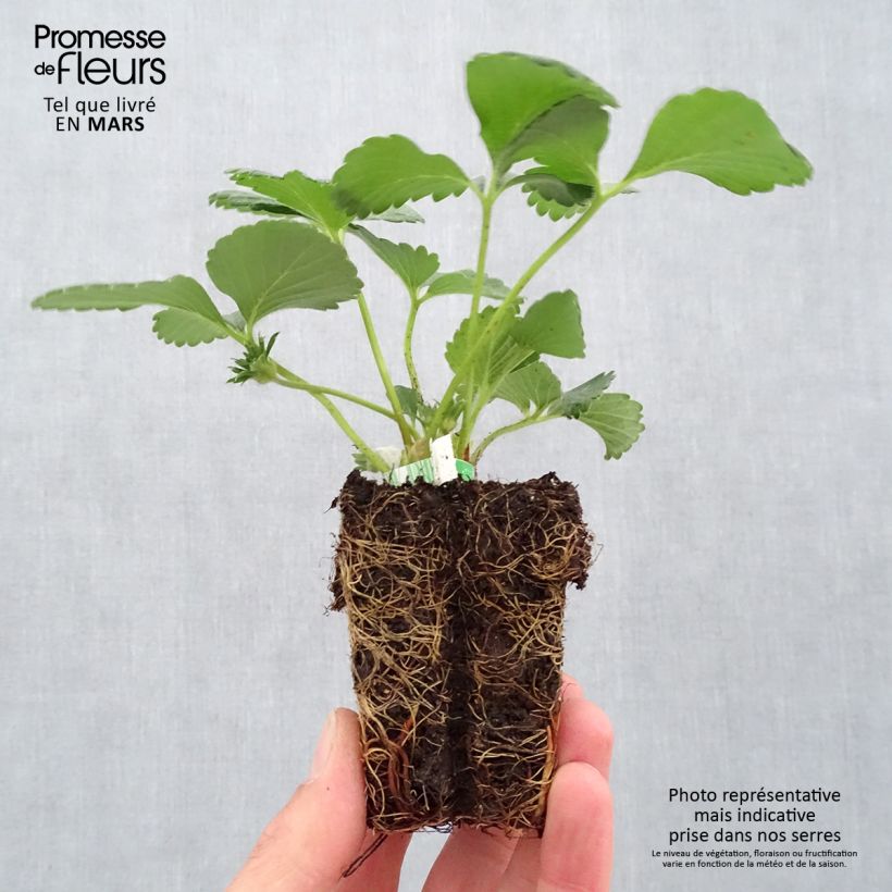 Amostra de Fraisier Cijosée (remontant) Bio Motte 5 cm x 7 cm tal como entregue na primavera