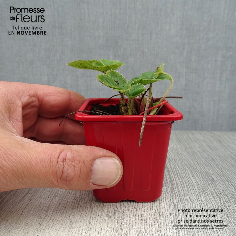 Amostra de Morangueiro Cijosée remontante Vaso de 7/8 cm tal como entregue no outono