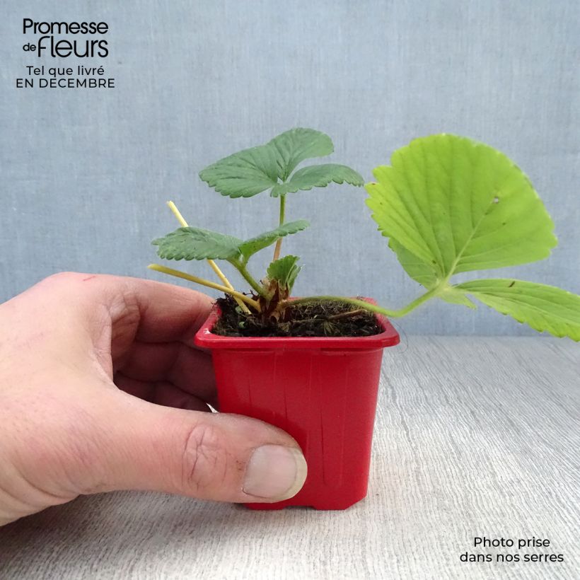 Amostra de Fraisier Cijosée (remontant) Vaso de 7/8 cm tal como entregue no inverno