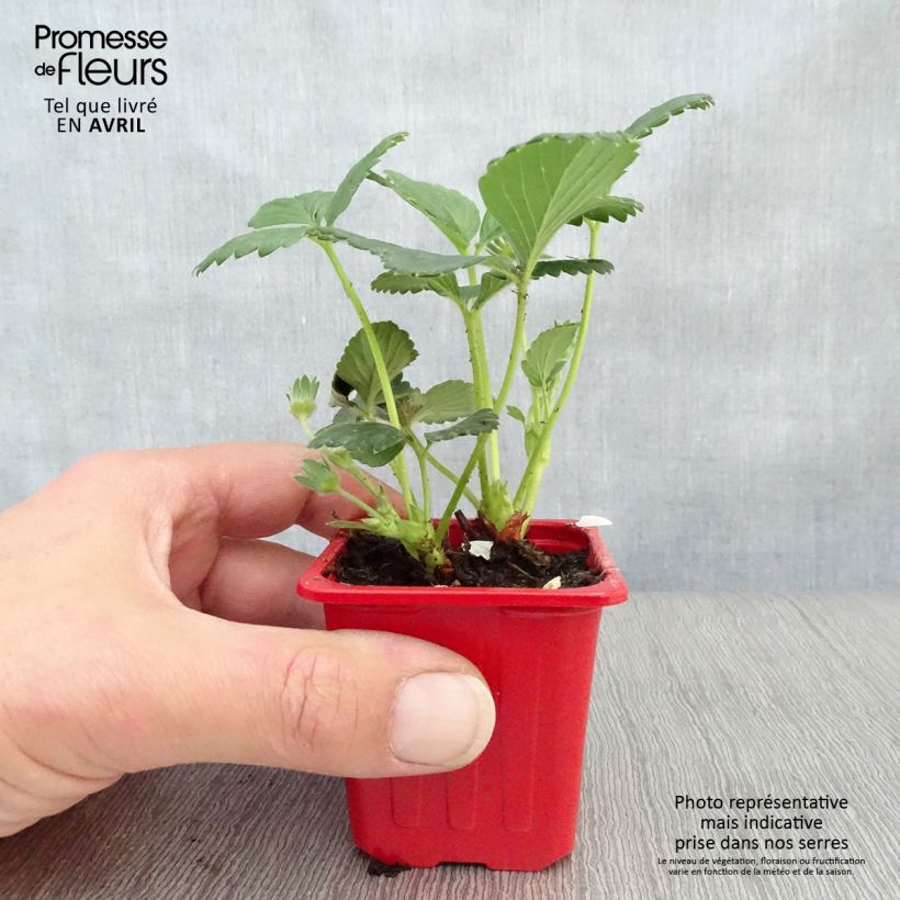 Amostra de Morangueiro Cijosée remontante Vaso de 7/8 cm tal como entregue na primavera