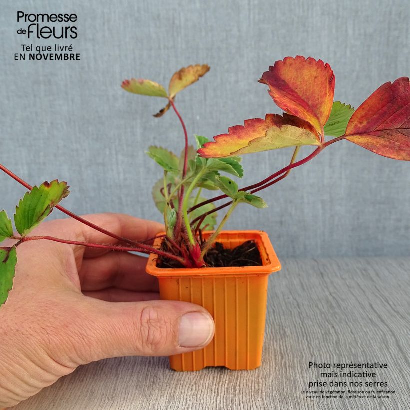 Amostra de Morangueiro Cirafine remontante Vaso de 7/8 cm tal como entregue no outono