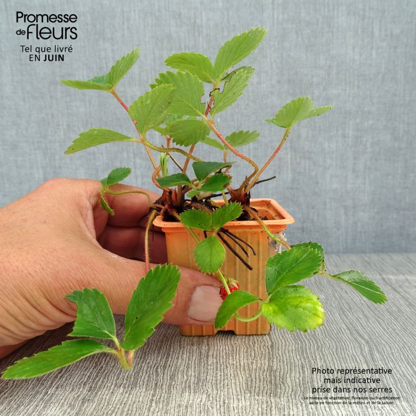 Amostra de Morangueiro Cirafine remontante Vaso de 7/8 cm tal como entregue no verão