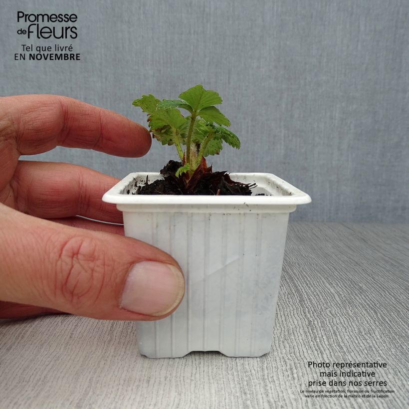Amostra de Morangueiro Cirano Vaso de 7/8 cm tal como entregue no outono