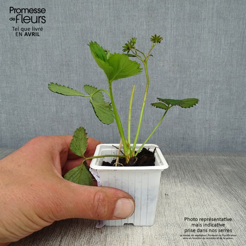 Amostra de Morangueiro Cirano Vaso de 7/8 cm tal como entregue na primavera