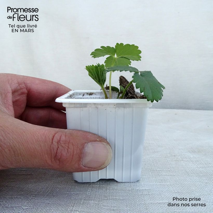 Amostra de Fraisier Cirano Vaso de 7/8 cm tal como entregue no inverno