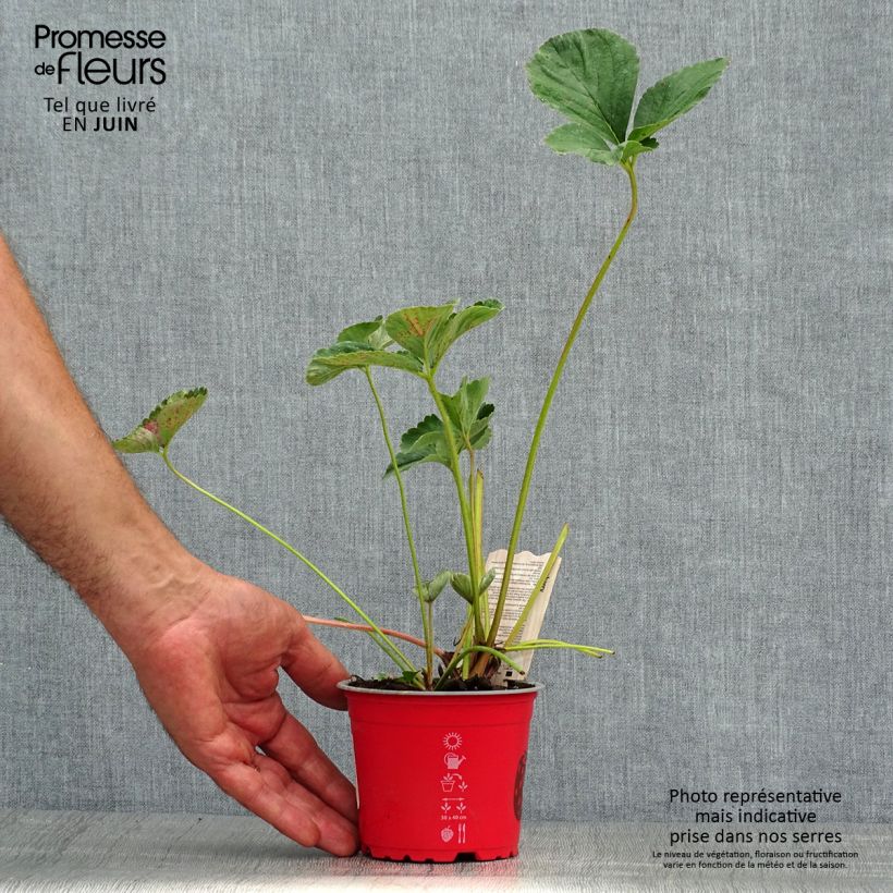 Amostra de Morangueiro Framberry não remontante Vaso de 12 cm/13 cm tal como entregue no verão