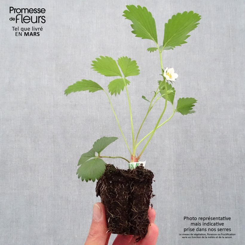 Amostra de Fraisier Gariguette (non remontant) Bio Motte 5 cm x 7 cm tal como entregue na primavera