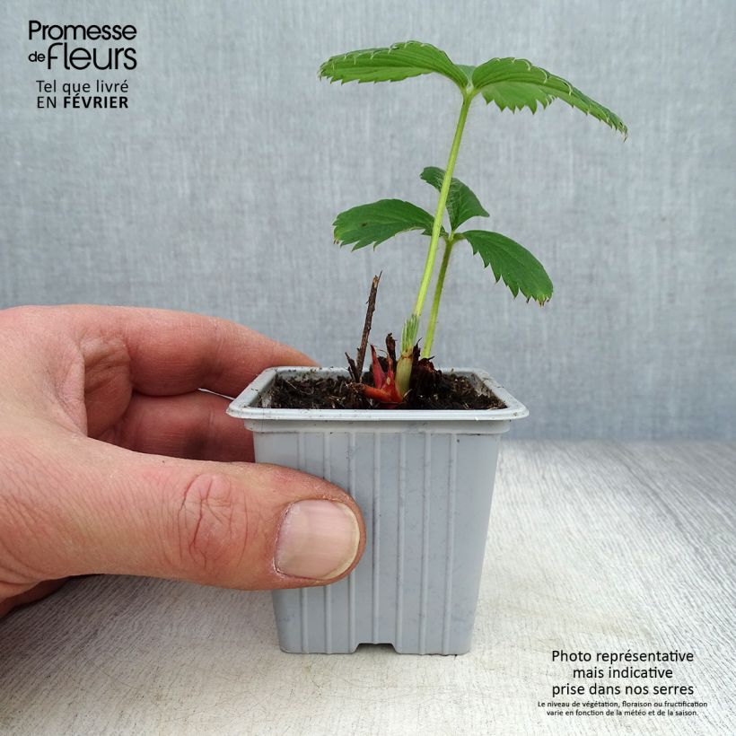 Amostra de Fraisier Gariguette (non remontant ) Vaso de 7/8 cm tal como entregue no inverno