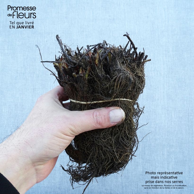 Amostra de Fraisier Gariguette (non remontant ) Raízes nuas tal como entregue no inverno