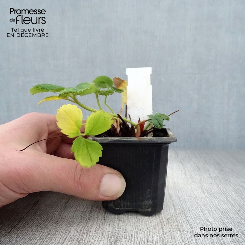 Amostra de Fraisier Gento (remontant) Vaso de 7/8 cm tal como entregue no inverno