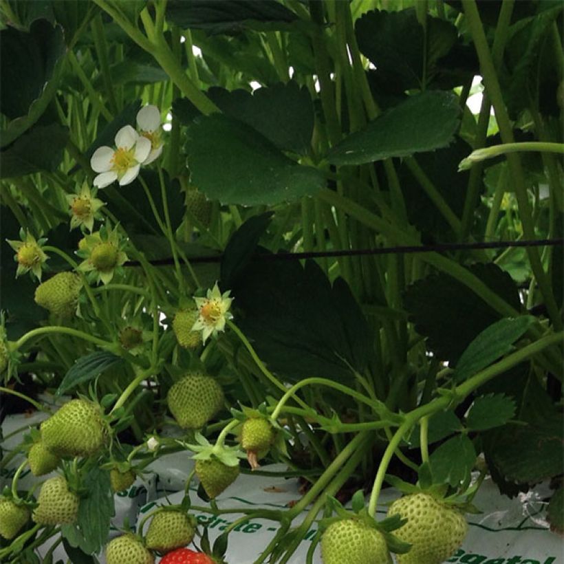 Morangueiro Magnum COV Marionnet 97 não remontante (Folhagem)