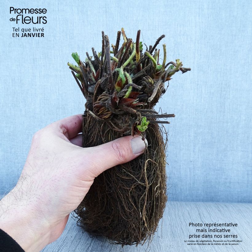 Amostra de Fraisier Magnum Marionnet 97 (non remontant) Raízes nuas tal como entregue no inverno