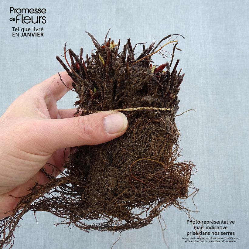 Amostra de Fraisier Manille (non remontant) Raízes nuas tal como entregue no inverno