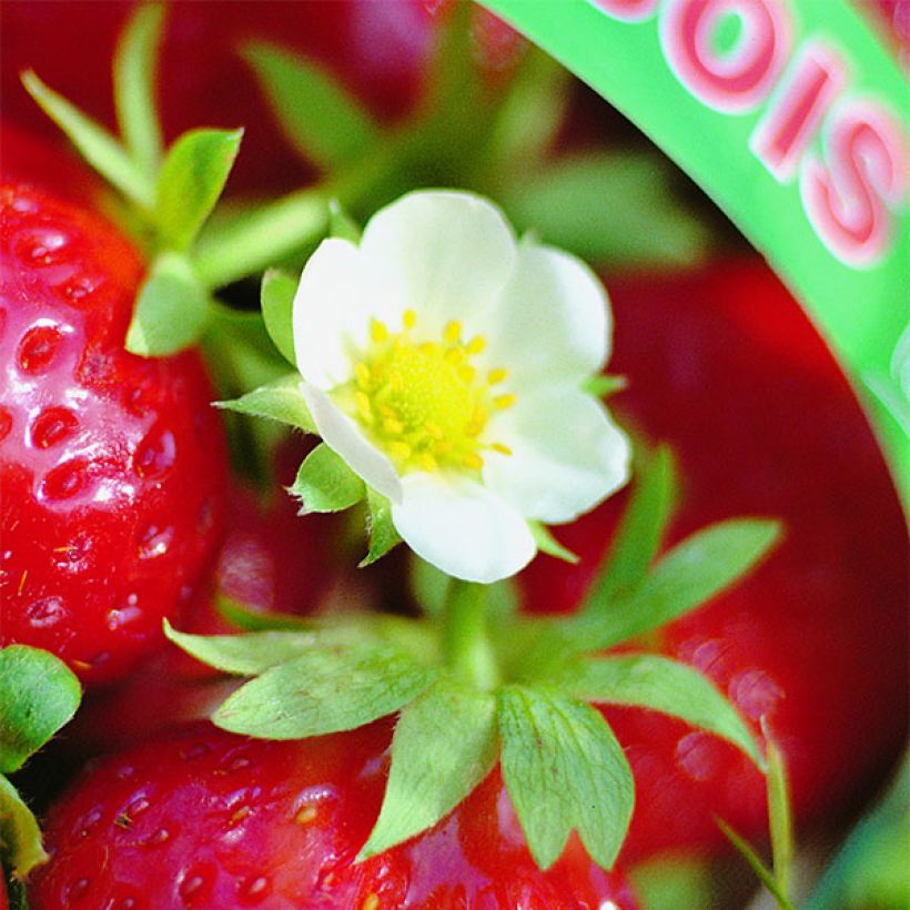 Morangueiro Mara des Bois remontante (Floração)