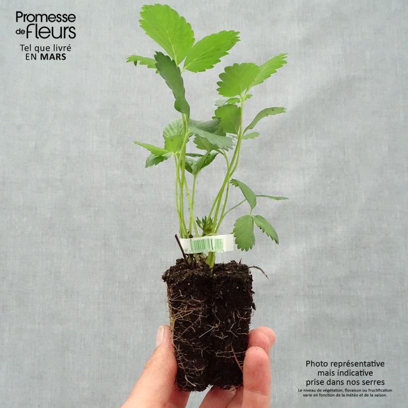 Amostra de Fraisier Mara des Bois (remontant) Bio Motte 5 cm x 7 cm tal como entregue na primavera